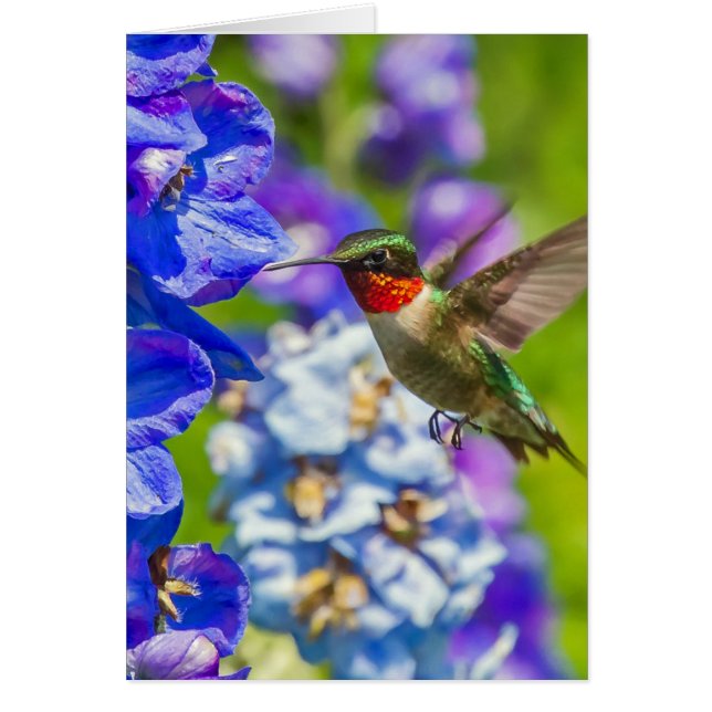 Hummingbird And Delphinium (Front)