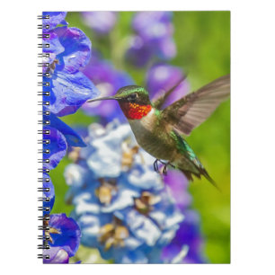 Hummingbird And Delphinium Notebook