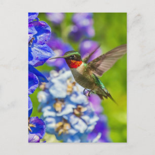 Hummingbird And Delphinium Postcard