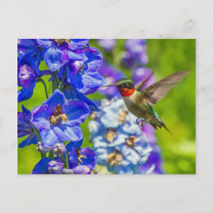 Hummingbird And Delphinium Postcard