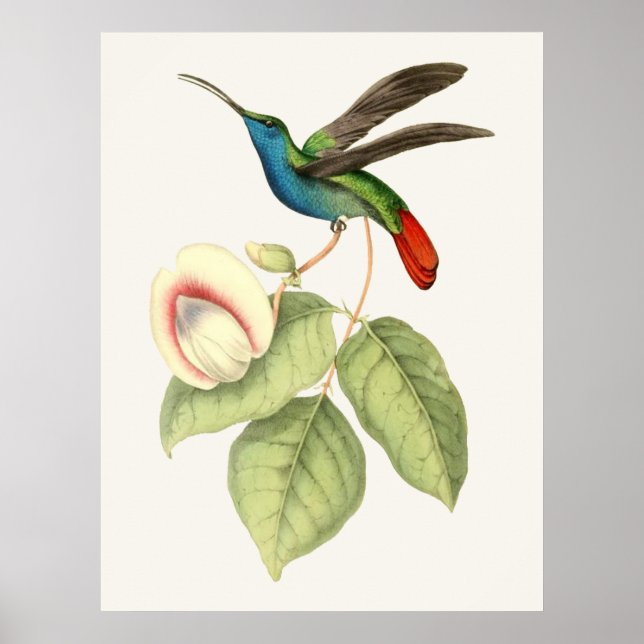 Hummingbird and Flower Poster (Front)
