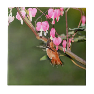 Hummingbird and Flowers Picture Ceramic Tile