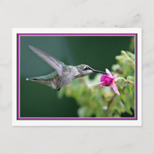 Hummingbird And Fuchsia Postcard