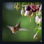 Hummingbird And Fushia Flower Plant Print<br><div class="desc">Hummingbird And Fushia Flower Plant Print</div>