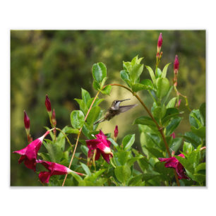 Hummingbird And Mandevilla Photo Print
