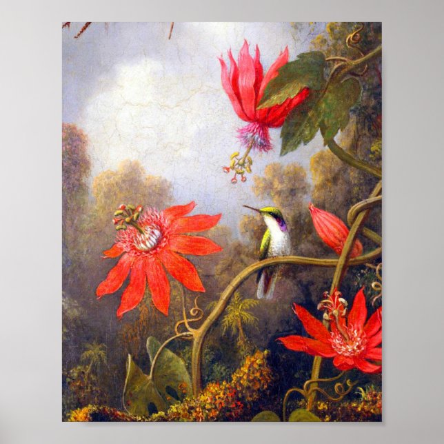 Hummingbird and Passiflora by Martin Johnson Heade Poster (Front)