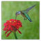 Hummingbird and Red Zinnia Ceramic Tiles