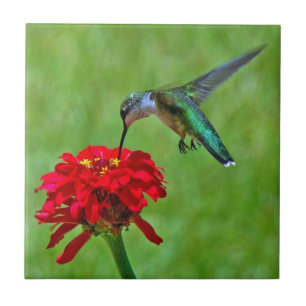 Hummingbird and Red Zinnia Ceramic Tiles