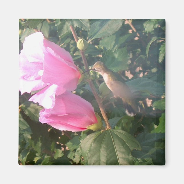 Hummingbird and Rose of Sharon Magnet (Front)