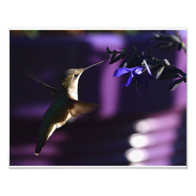 Hummingbird and Salvia Black & Blue Photo Print (Front)