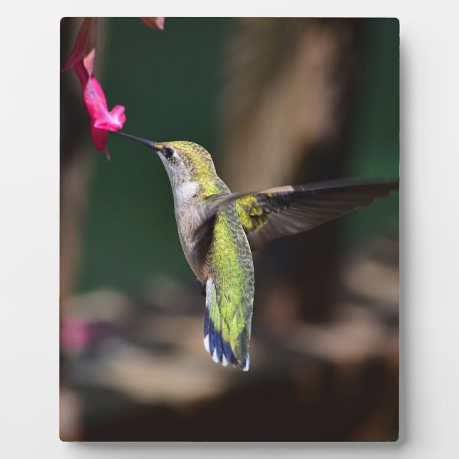 Hummingbird and Salvia Flower Plaque (Front)