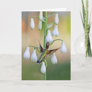 Hummingbird And Summer Hyacinth Card