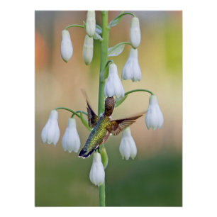 Hummingbird And Summer Hyacinth Poster
