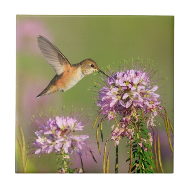 Hummingbird and Wildflowers Ceramic Tile (Front)