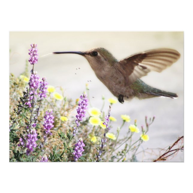 Hummingbird and Wildflowers Digital Art  Photo Print (Front)