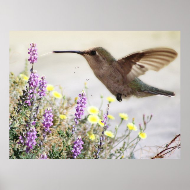 Hummingbird and Wildflowers Digital Art  Poster (Front)