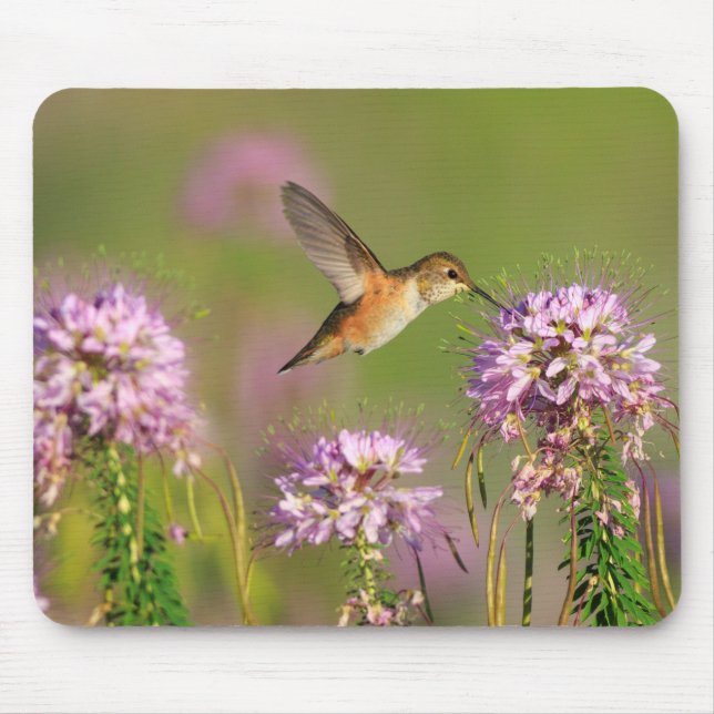 Hummingbird and Wildflowers Mouse Pad (Front)