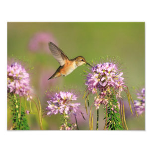 Hummingbird and Wildflowers Photo Print