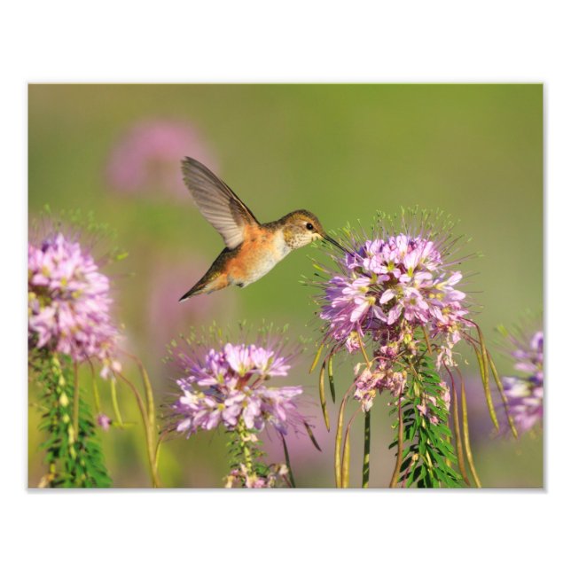 Hummingbird and Wildflowers Photo Print (Front)