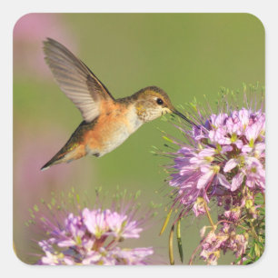 Hummingbird and Wildflowers Square Sticker