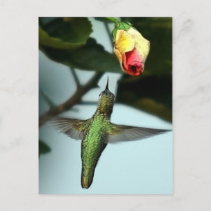 Hummingbird And Yellow Rose Postcard