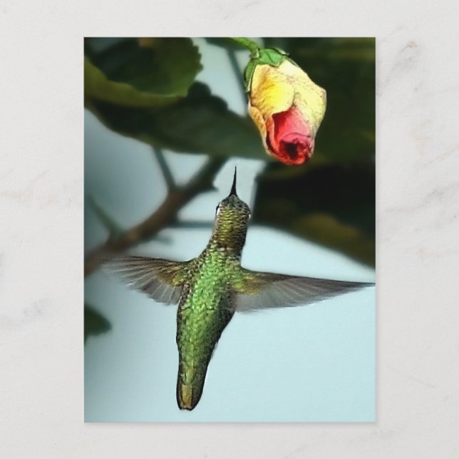 Hummingbird And Yellow Rose Postcard (Front)