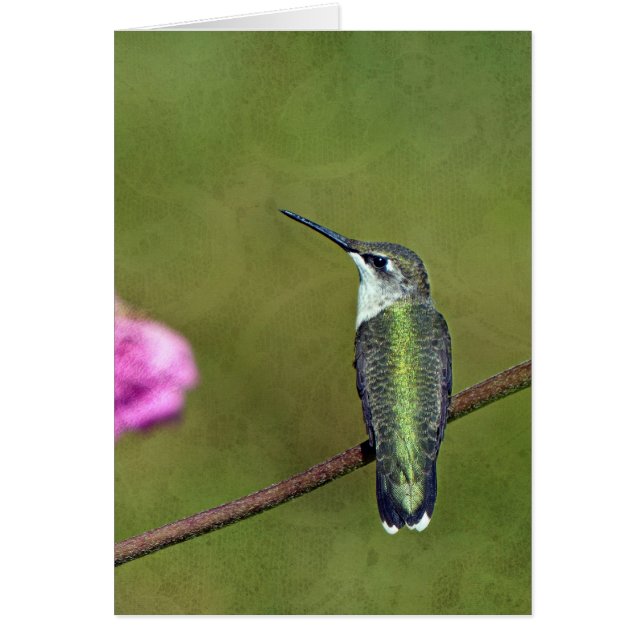 Hummingbird and Zinnia (Front)