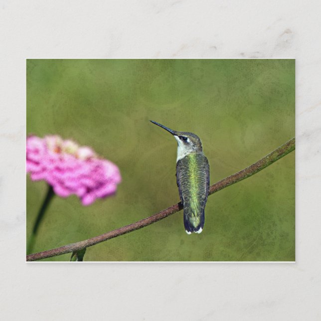 Hummingbird and Zinnia Postcard (Front)