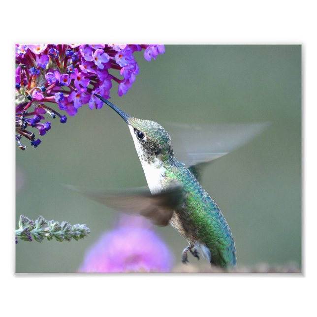 Hummingbird at a butterfly bush photo print (Front)