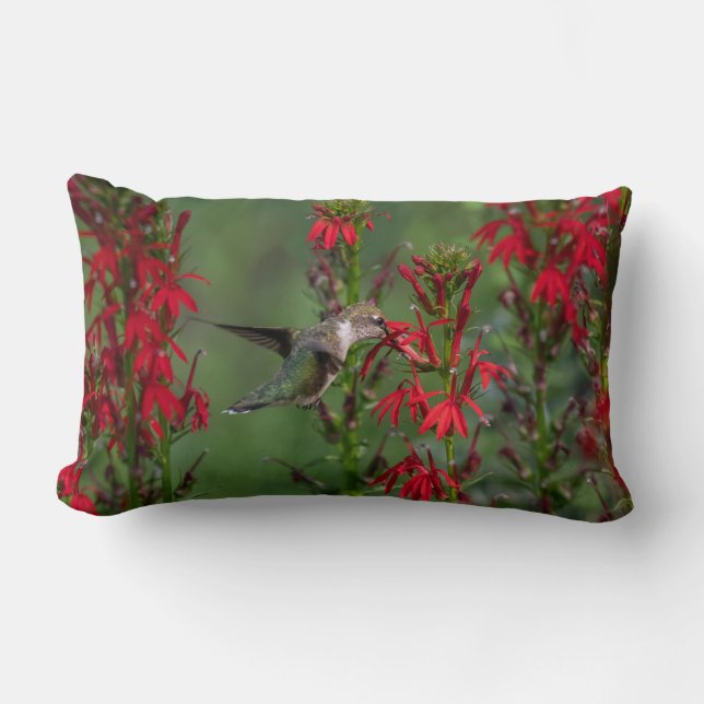 Hummingbird At Cardinal Flower Lumbar Cushion (Front)