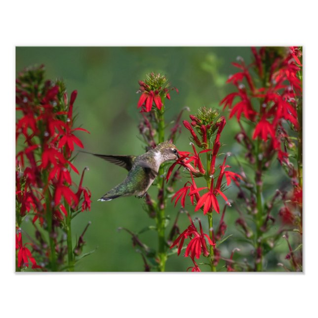 Hummingbird At Cardinal Flower Photo Print (Front)