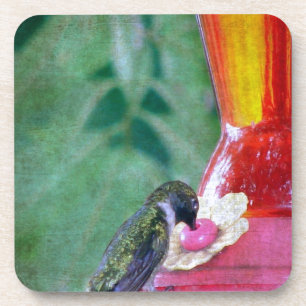 Hummingbird at Feeder Coaster