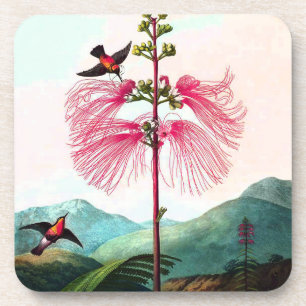 Hummingbird at mimosa tree coaster