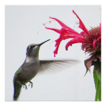Hummingbird at Monarda
