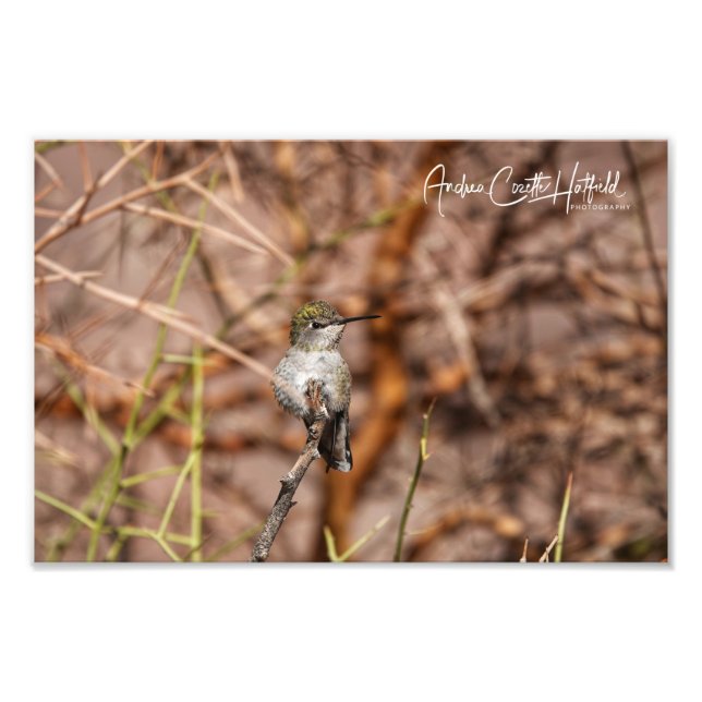 Hummingbird at Peace Photo Print (Front)