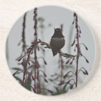 Hummingbird at rest coaster