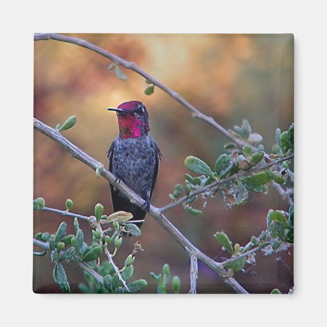 Hummingbird at sunset magnet (Front)