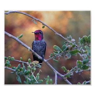 hummingbird at sunset photo print