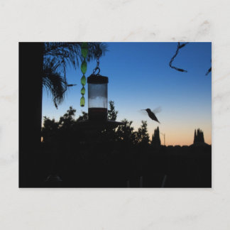 Hummingbird at Sunset Postcard