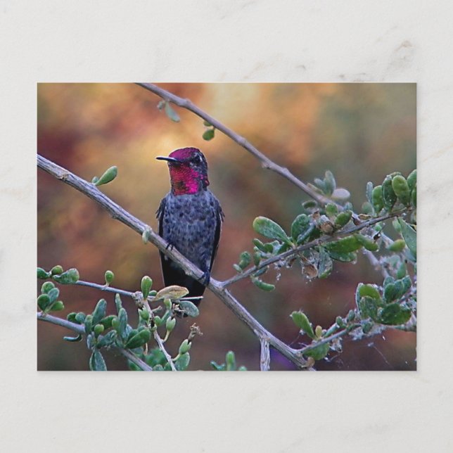 Hummingbird at sunset postcard (Front)