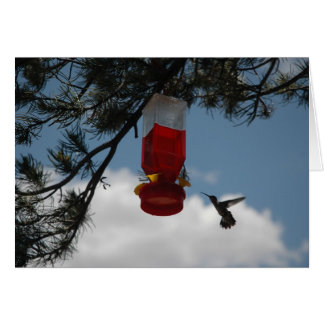 HUMMINGBIRD AT THE FEEDER