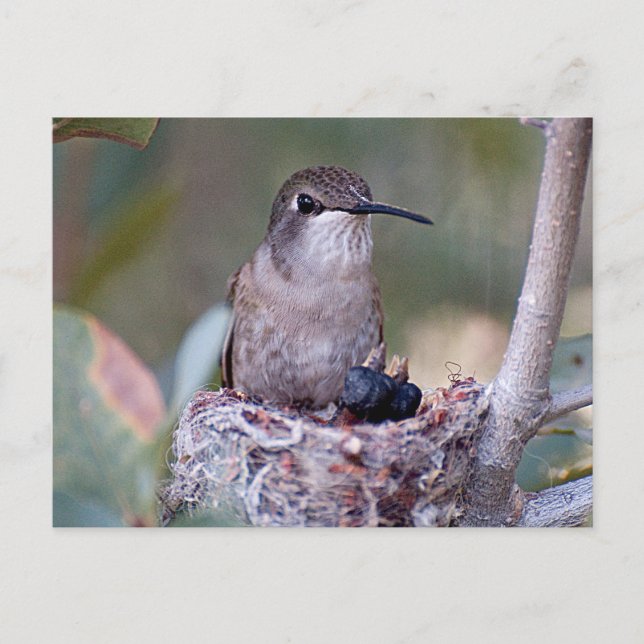Hummingbird Babies 2 Postcard (Front)