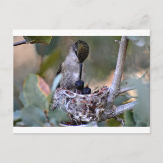 Hummingbird Babies Postcard