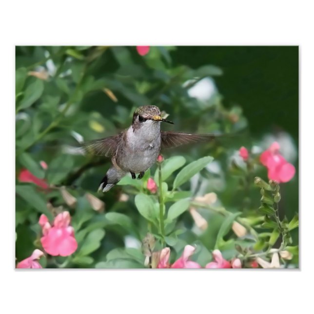 Hummingbird Before a Flower Photo Print (Front)
