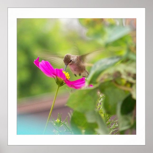 Hummingbird Bird Animal Wildlife Floral Poster (Front)