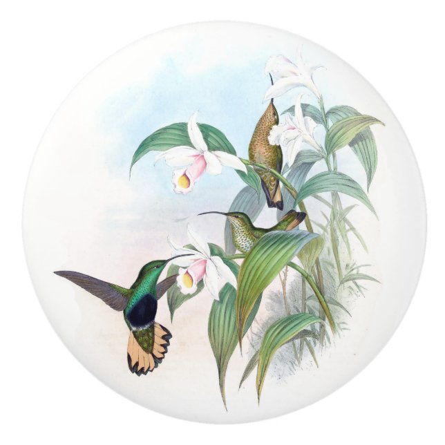 Hummingbird Bird Flowers Wildlife Animal Knob (Front)