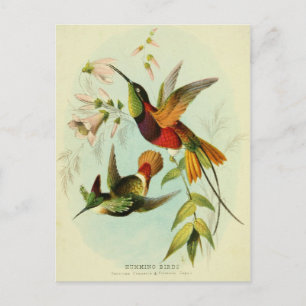 Hummingbird, Bird Illustration, Bird Art, Vintage Postcard