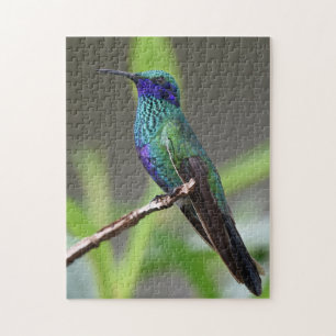 Hummingbird Bird Perched Beak Feathers Jigsaw Puzzle