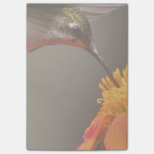 Hummingbird Bird Sunflower Flower Floral Garden Post-it Notes