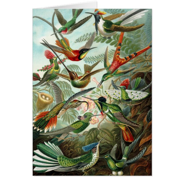 hummingbird bird wildlife classic painting (Front)